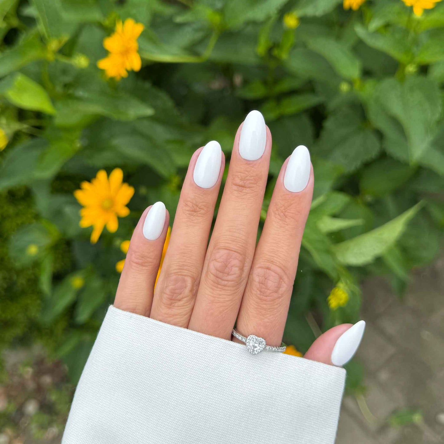 Fresh Cotton